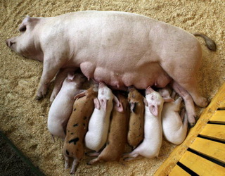 Під час опоросу свиней у приміщенні зазвичай використовують порошкові дезінфектанти
